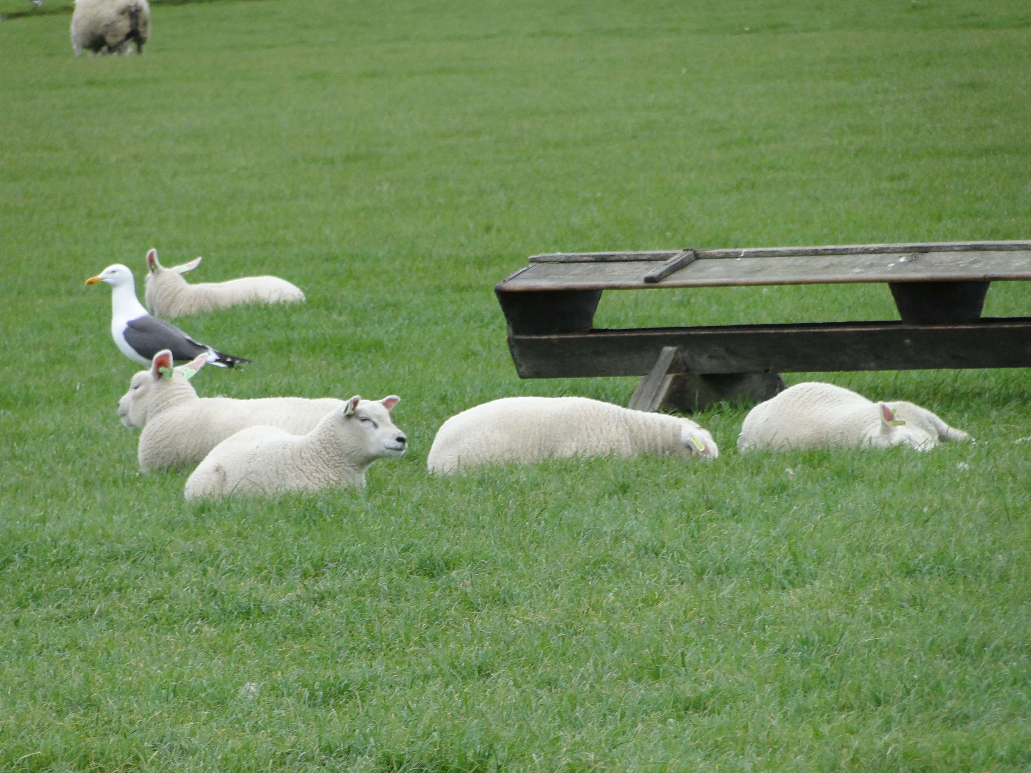 HWK Texel 125.jpg